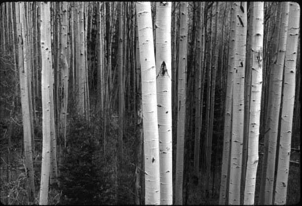 schwarz und weiß aspen baum wald ruhige szene mit birken - winter landscape canada branch stock-fotos und bilder