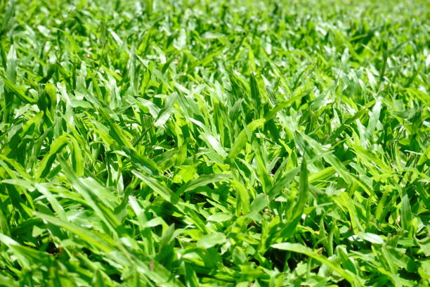 Thailand, Lawn, Green - Golf Course, Land, Putting Green, Grass