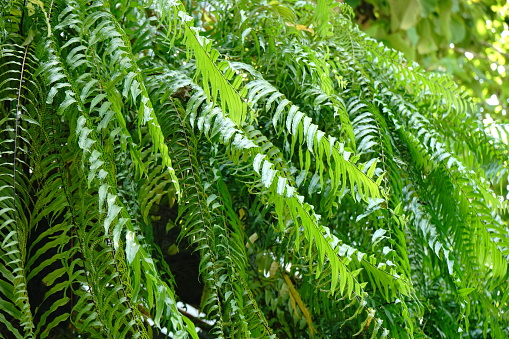 Coconut, Plant, Rain, Rainforest, Springtime