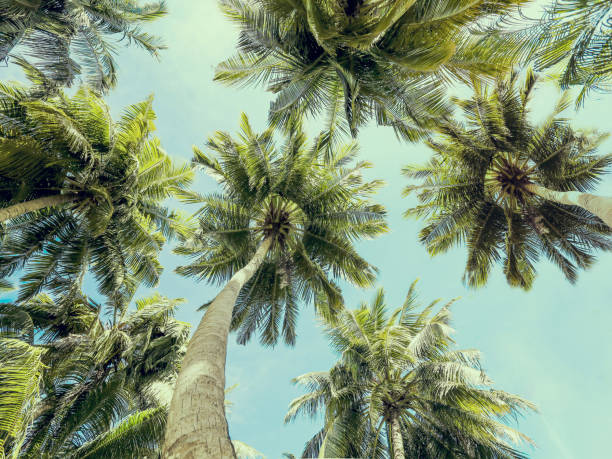 istock Summer resort. Blue sky with palm trees 1157788059