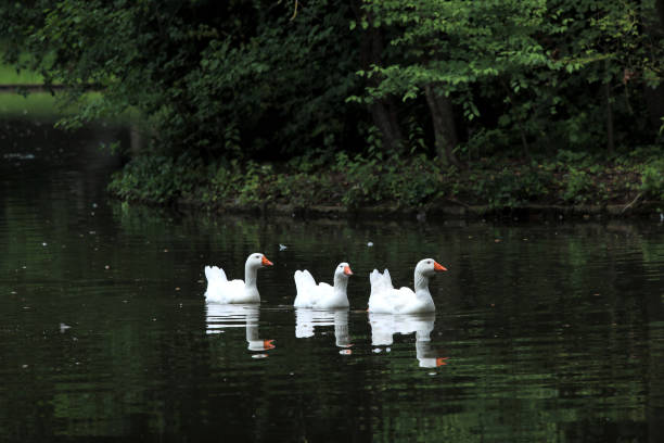 istock White geese on the lake - Schwetzingen Germany 1157788525