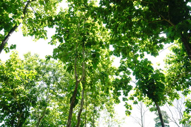 istock Beautiful nature  in spring forest with sun 1157789875