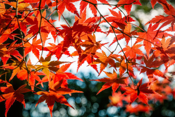 istock Red leaves of maple tree in Japan 1157789922
