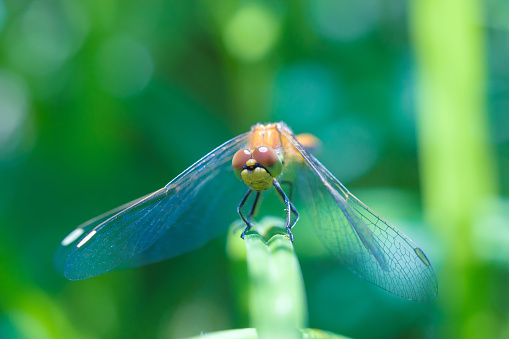 The macro shot of the beautiful dragon fly sitting in the grass in the sunny summer or spring day