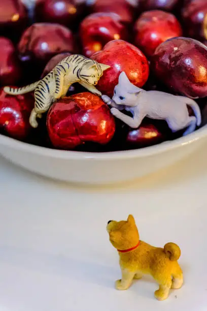 Photo of dog and cat toy display on the cherry bowl