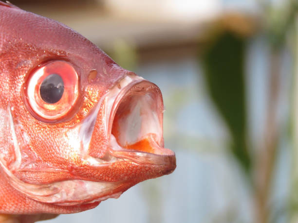 Glasseye Snapper Screaming Fish
