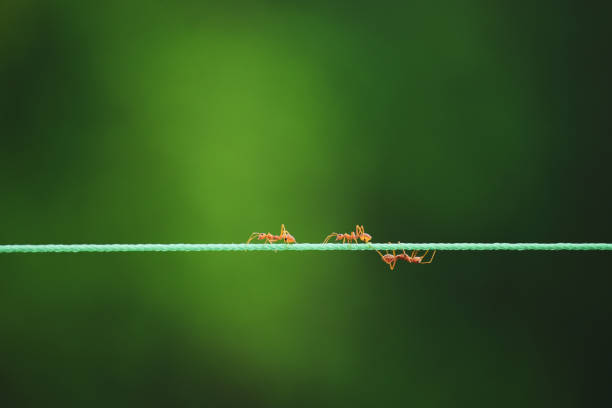 Ants walking on rope in nature background.