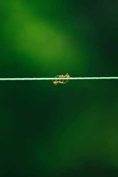 Ants walking on rope in nature background.