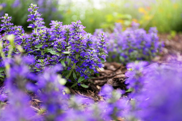 primer plano en purple ajuga "bugleweed" groundcover flowers with blurred background - ajuga fotografías e imágenes de stock