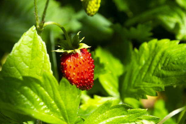 istock Strawberries fragaria on blurred background. Macro shot 1157793391