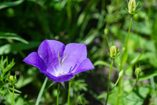 Violet bellflower on blurred background in the garden. Macro.