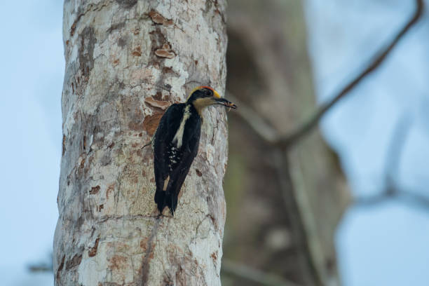 istock Golden-naped Woodpecker 1157793536