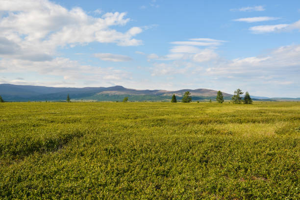 istock Yamal tundra. 1157793689