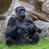 gorilla-und-baby.jpg?b=1&s=170x170&k=20&c=RnkQElTp-GynA53IeWBjoUr7AFEY2hk25Uwr9hptMO4=