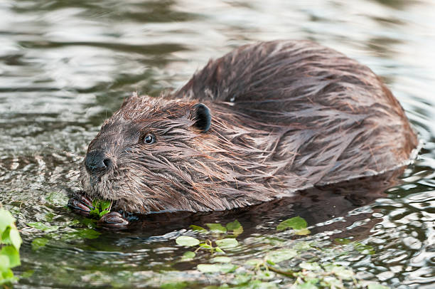 2,760 Canadian Beaver Stock Photos, Pictures & Royalty-Free Images - iStock | Mountie, Moose, Maple syrup 2,760 Canadian Beaver Stock Photos, Pictures & Royalty-Free Images - iStock | Mountie, Moose, Maple syrup