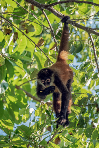 Names: Geoffroy's spider monkey, black-handed spider monkey
Scientific name: Ateles geoffroyi
Country: Costa Rica
Location: Corcovado National Park