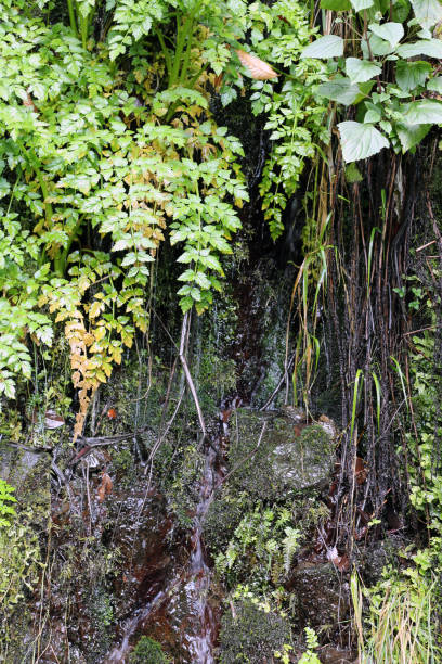 istock Green Plants Growing on a Dark Wall Near a Levada in Madeira 1157797160