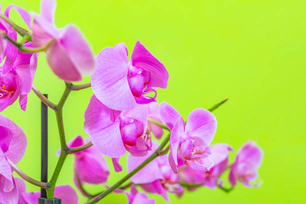 Close Up Of A Blooming Orchid Flower