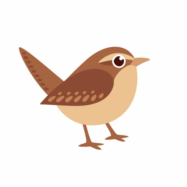 Free Wren Vector Art - Download 3+ Wren Icons & Graphics - Pixabay