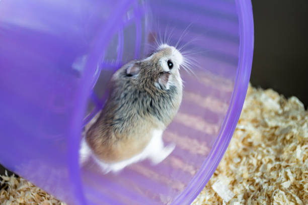 Roborovski Hamster running on a purple wheel in a cage, selective focus Dwarf desert hamster in a cage running roborovski hamster stock pictures, royalty-free photos & images