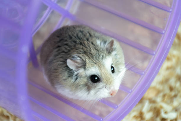 Roborovski Hamster sitting on a purple wheel, looking and searching the surroundings of a cage Roborovski Hamster curiously looking around roborovski hamster stock pictures, royalty-free photos & images