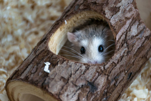istock Roborovski Hamster hiding in a tree trunk toy and looking out to the camera 1157799794
