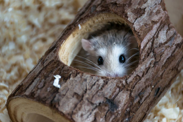 Roborovski Hamster hiding in a tree trunk toy and looking out to the camera Roborovski Hamster playing in a toy tree trunk roborovski hamster stock pictures, royalty-free photos & images