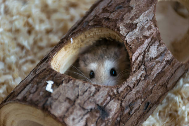 Roborovski Hamster hiding in a tree trunk toy and looking out to the camera Dwarf Hamster playing in a toy tree trunk roborovski hamster stock pictures, royalty-free photos & images