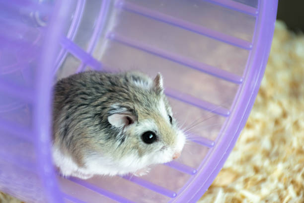 Roborovski Hamster sitting on a purple wheel, looking and searching the surroundings of a cage Roborovski Hamster curiously looking around roborovski hamster stock pictures, royalty-free photos & images
