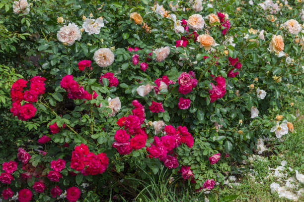 istock Buds of pink and red roses on long stems 1157800241