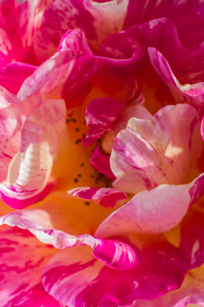 istock Blur rose petals, close up, abstract  background 1157800273