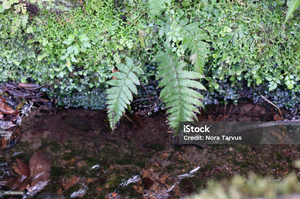 Levadan vesi- ja viherkasvit kasvavat Levadan vieressä Madeiralla - Rojaltivapaa avainsanalla Aamu ja tyyppiä Kuvapankin valokuva