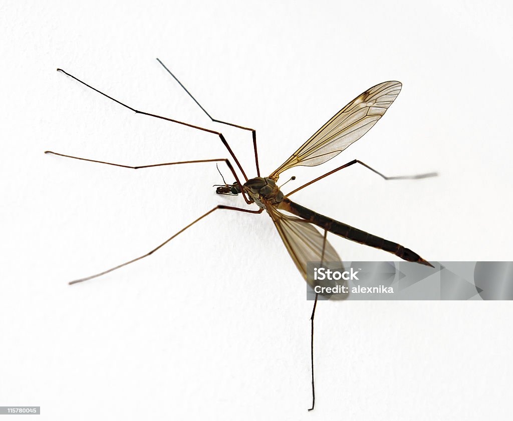 Mosquito anofeles sobre fondo blanco - Foto de stock de Animal hembra libre de derechos