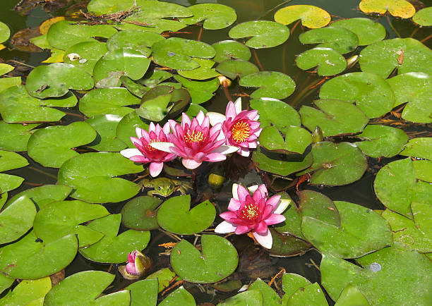 istock Pink water lilies and frog 115780099