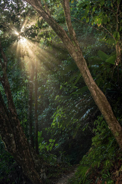 istock Corcovado National Park 1157801160