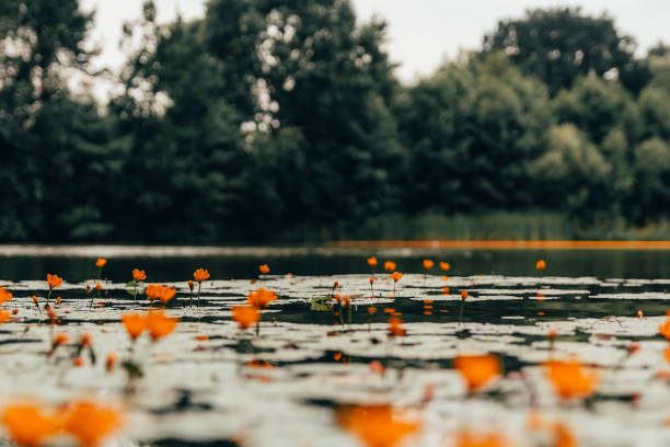 Orange flower on pond with blured tree background, copy space, colored photo