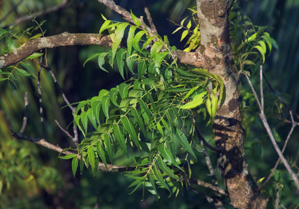 istock Neem (Azadirachta indica) tree, closeup of leaf and branches 1157801985