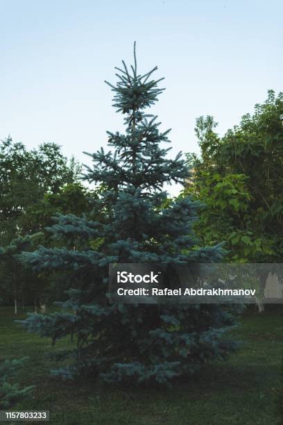 Blue Spruce Against The Background Of Other Green Plants In The Park Stock Photo - Download Image Now