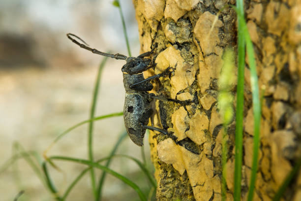 istock Black Spotted Pine Sawyer Beetle 1157804368
