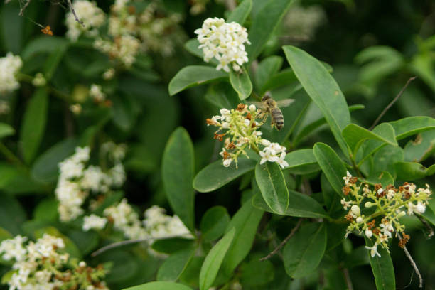 ligustrum vulgare / privet ligustrum vulgare / privet in spring with some insects sitting privet stock pictures, royalty-free photos & images