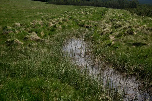 Peatbog, moorland "Reserve of Izera peatbogs in the Izera mountains " in Poland in spring