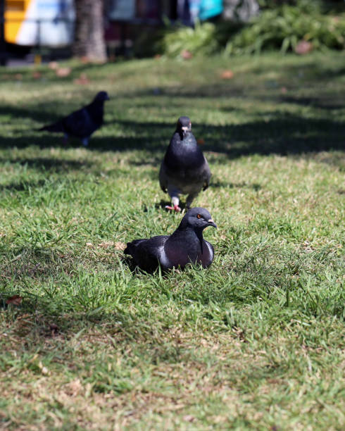 istock Three Black Pigeons on a Meadow in Madeira 1157806978
