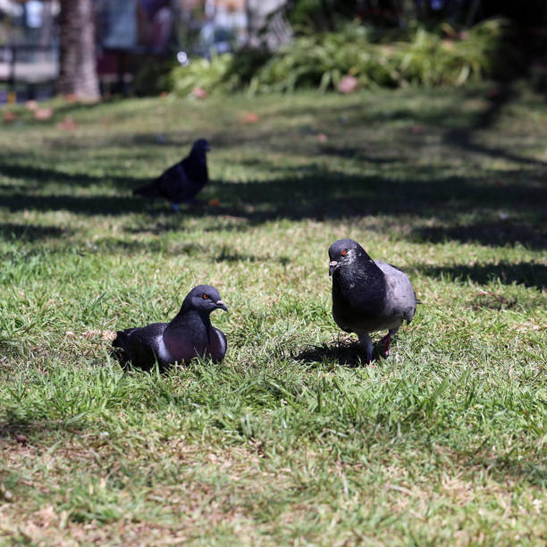 istock Three Black Pigeons on a Meadow in Madeira 1157806993