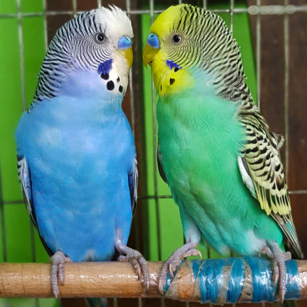 istock Cute little multicolored birds. Looking each other. Common bird: Budgerigar 1157808423