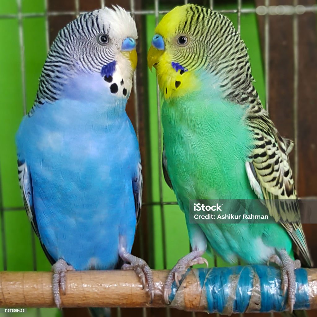 Cute little multicolored birds. Looking each other. Common bird: Budgerigar Budgerigar sits on a branch. The parrots are multi-colored. Bird parrot is a pet. Beautiful, pet wavy parrot. Common bird: Budgerigar. Agriculture Stock Photo