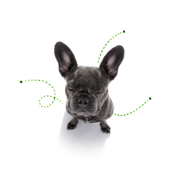 istock dog  with fleas, ticks or insects 1157811044