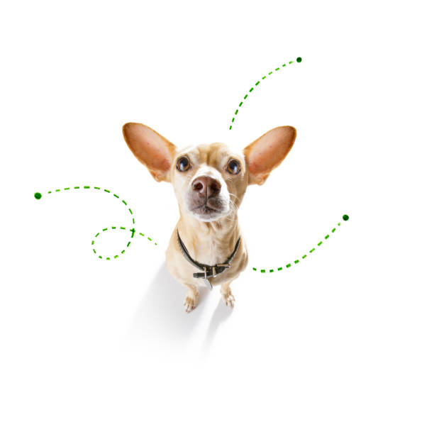 istock dog  with fleas, ticks or insects 1157811057