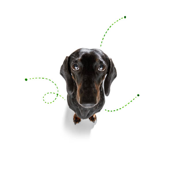 dog  with fleas, ticks or insects