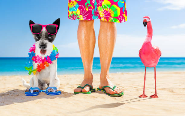 istock dog and owner  summer holidays 1157811178
