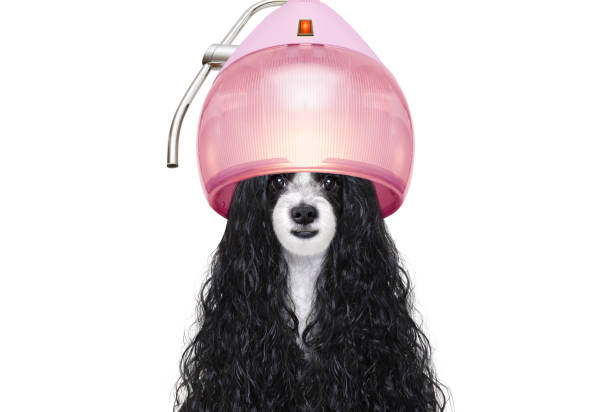 grooming dog at the hairdressers hairdresser dog ready to look beautiful by comb, scissors, dryer, and spray at the wellness spa salon, isolated on white background with very long hair diva stock pictures, royalty-free photos & images